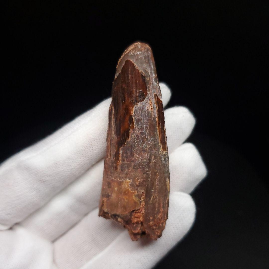 スピノサウルス 本物 モロッコ産 59.44mm sp480