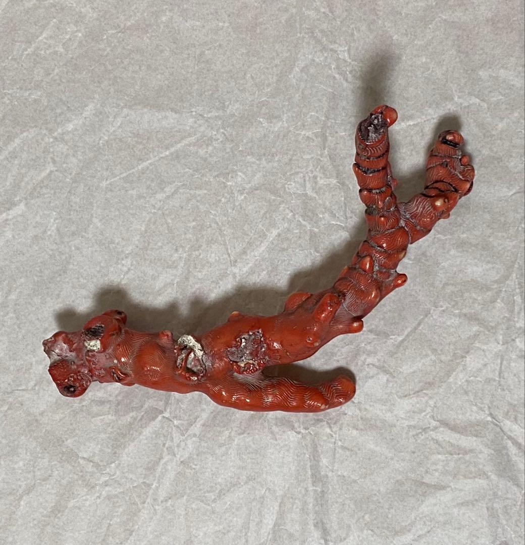 赤珊瑚　原木　天然　約410g