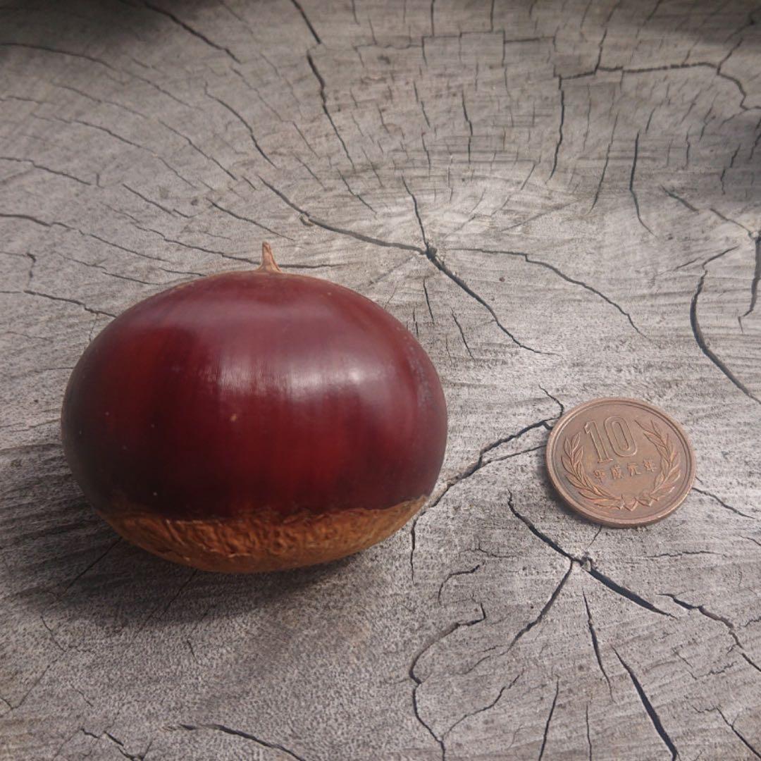 サイズ混合!!厚保(あつ)の栗【6kg】※無農薬