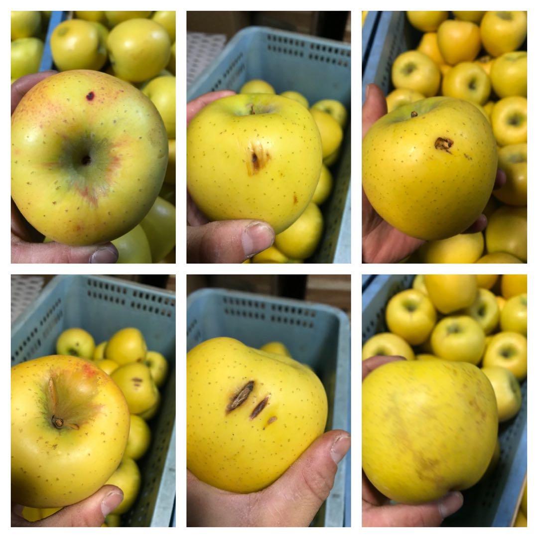 【訳あり】葉とらずりんご シナノゴールド20kg