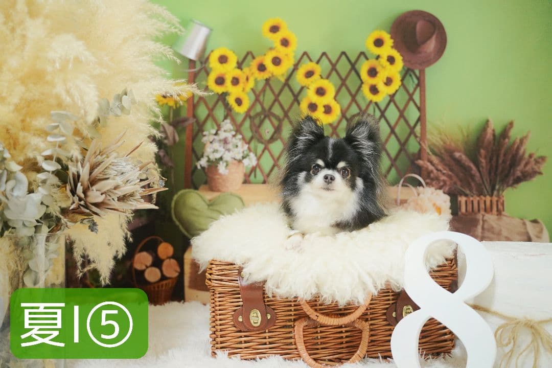 背景布夏BA②　キッズ、ペット、7,8月撮影用フォトブース　サーフィン　ピンク