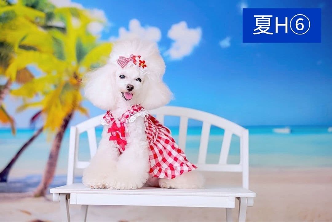 背景布夏BA②　キッズ、ペット、7,8月撮影用フォトブース　サーフィン　ピンク