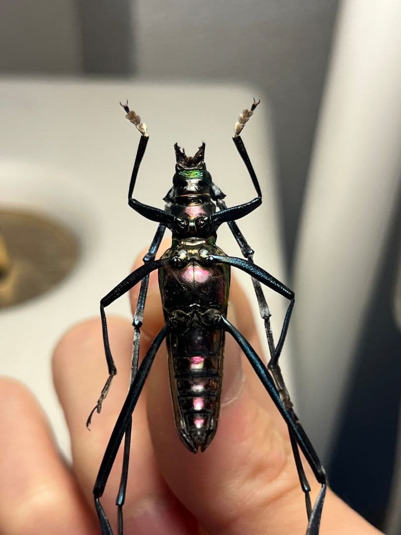 【40mm】アオカミキリの仲間 Chloridolum klaesii？ 標本