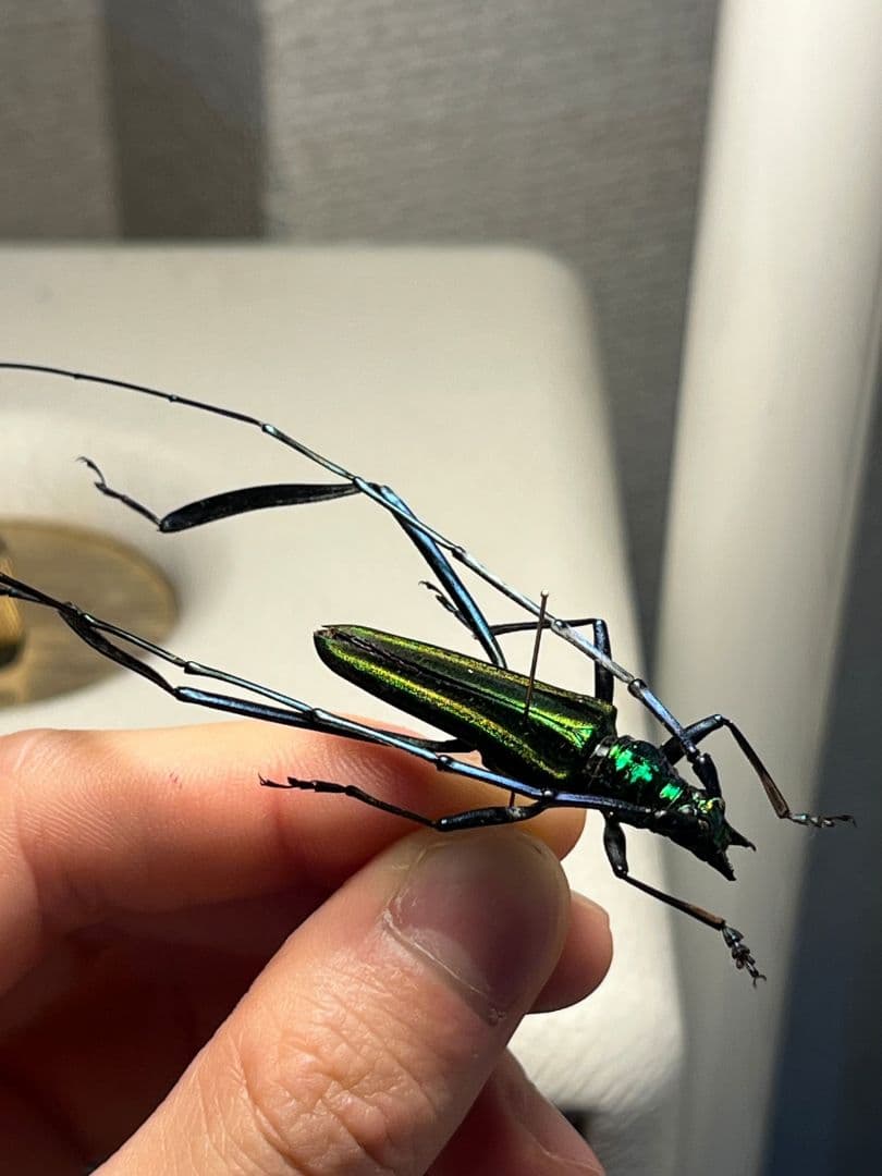 【40mm】アオカミキリの仲間 Chloridolum klaesii？ 標本