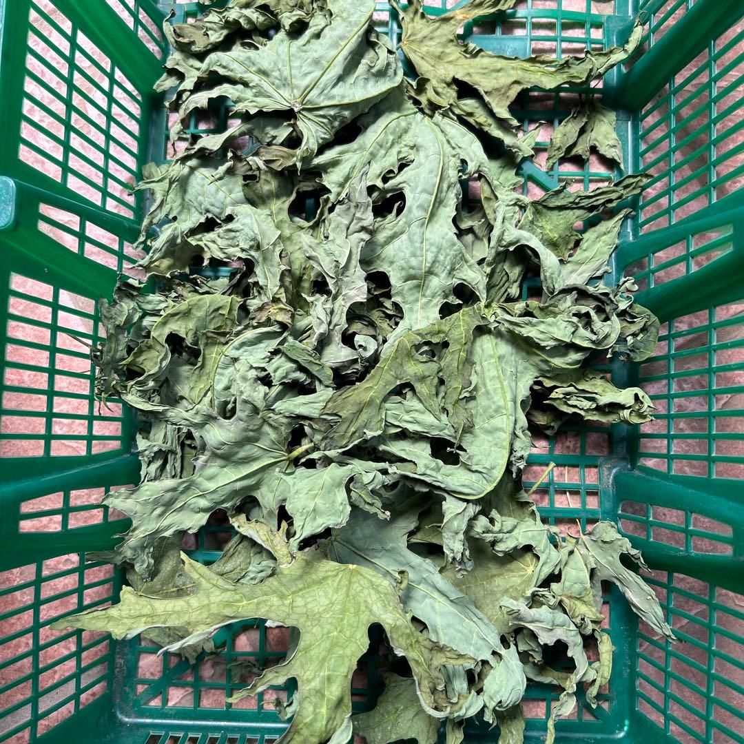乾燥パパイヤ葉500g