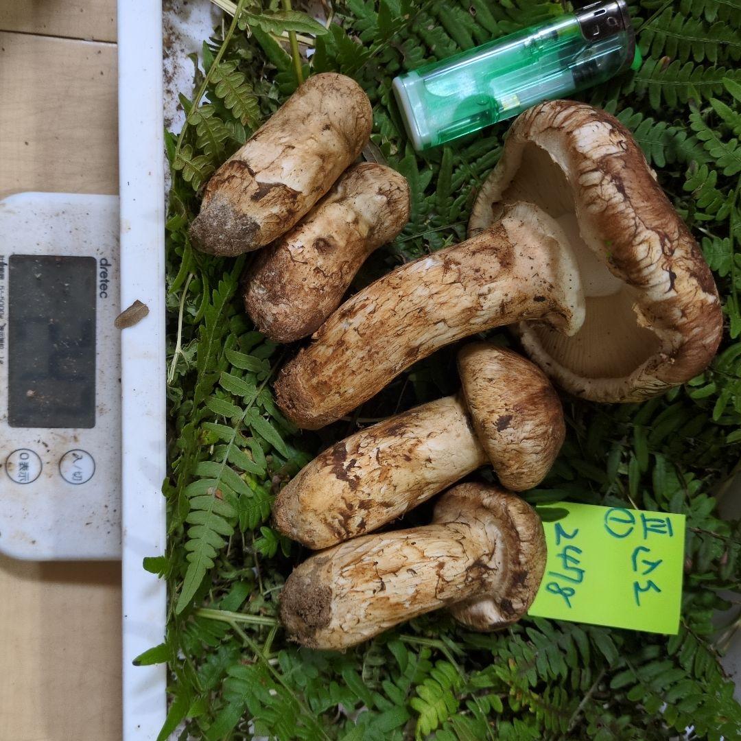 いよいよ最終間近　和歌山産松茸　新鮮朝市　込み込み　247㌘