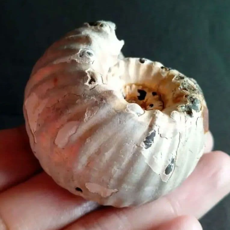 化石　標本　アンモナイト　極厚　希少種