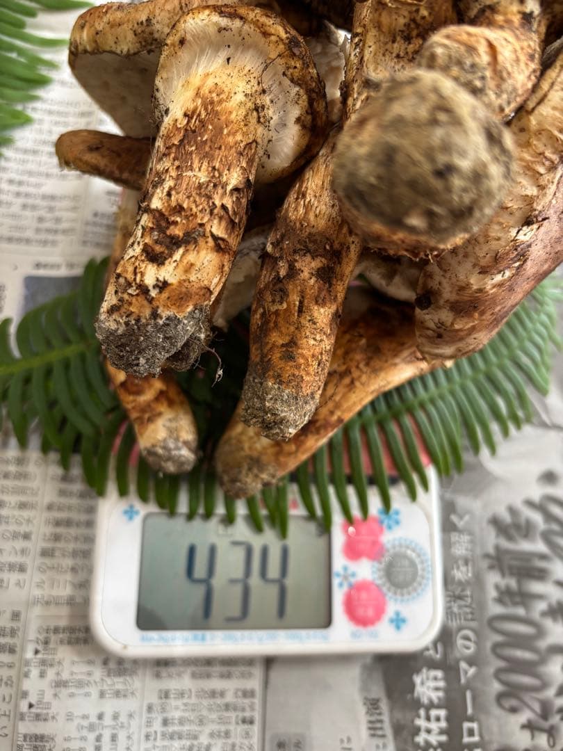 国産松茸‼️訳あり品