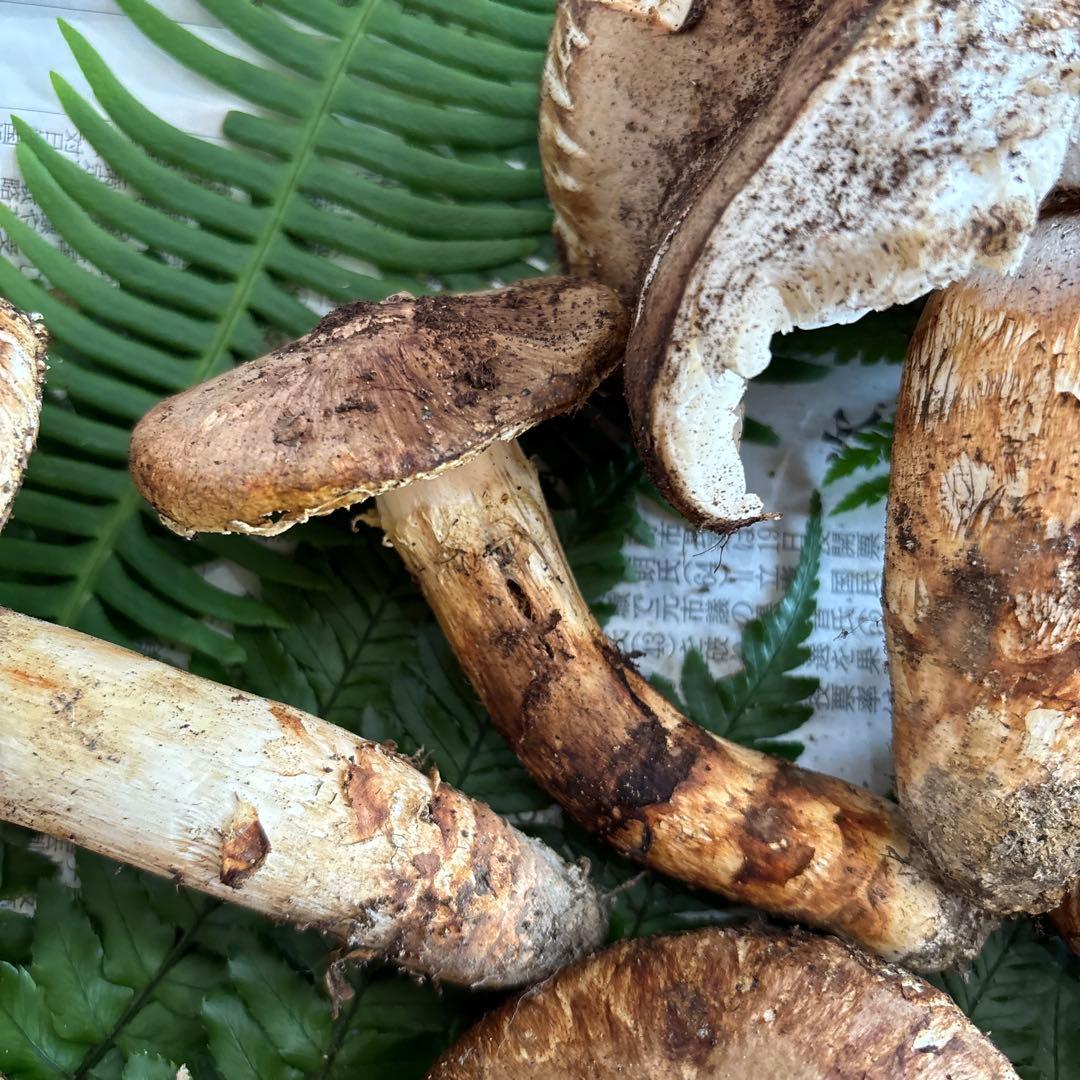 国産松茸‼️訳あり品