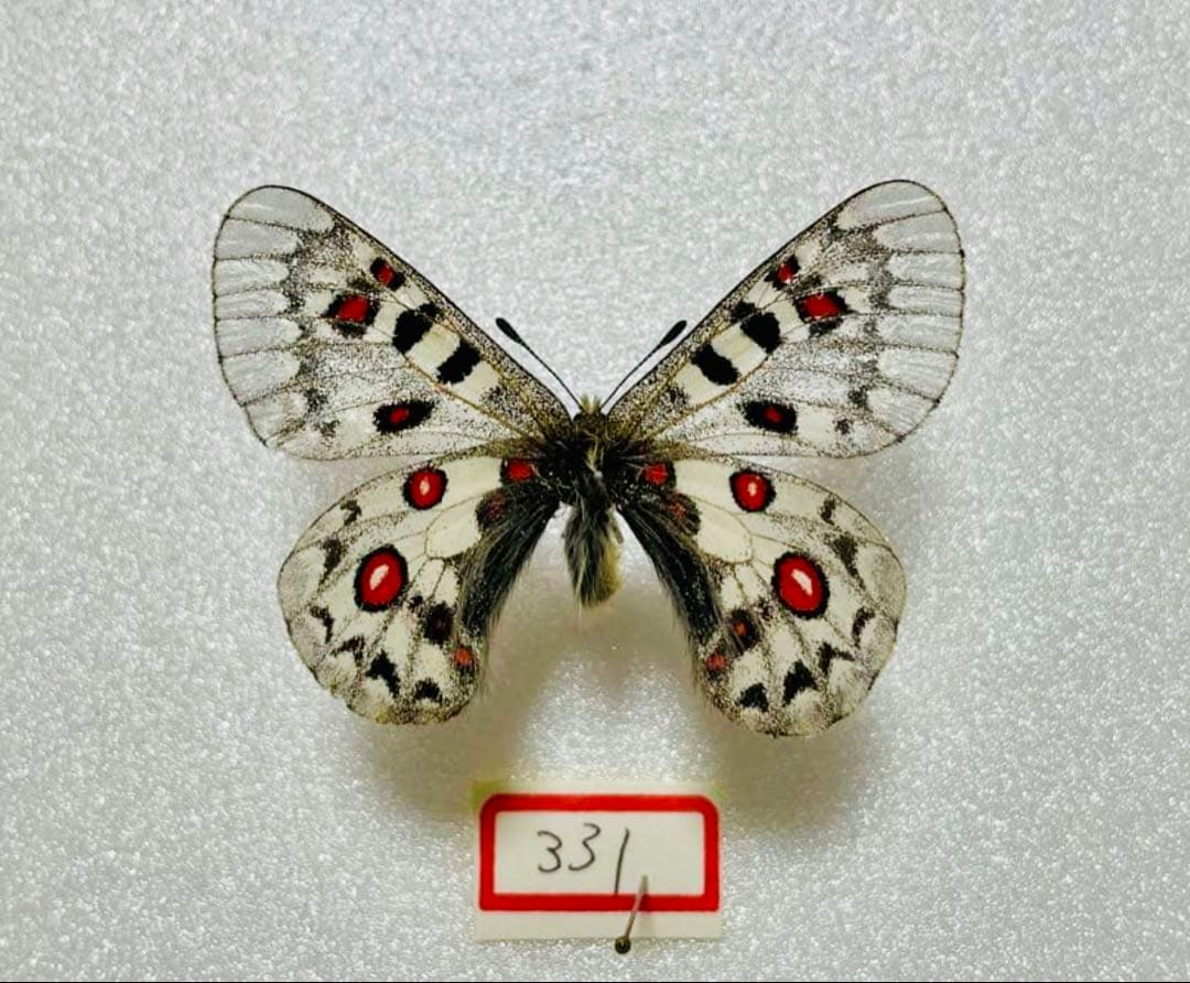 パルナシウス・ジャックエモンティー（オス、インド/ヒマチェル）