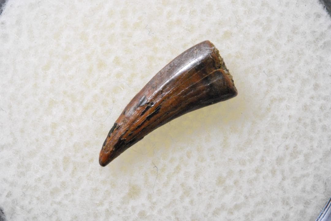 恐竜 パロニコドン [DS402] 歯 化石 希少 レア