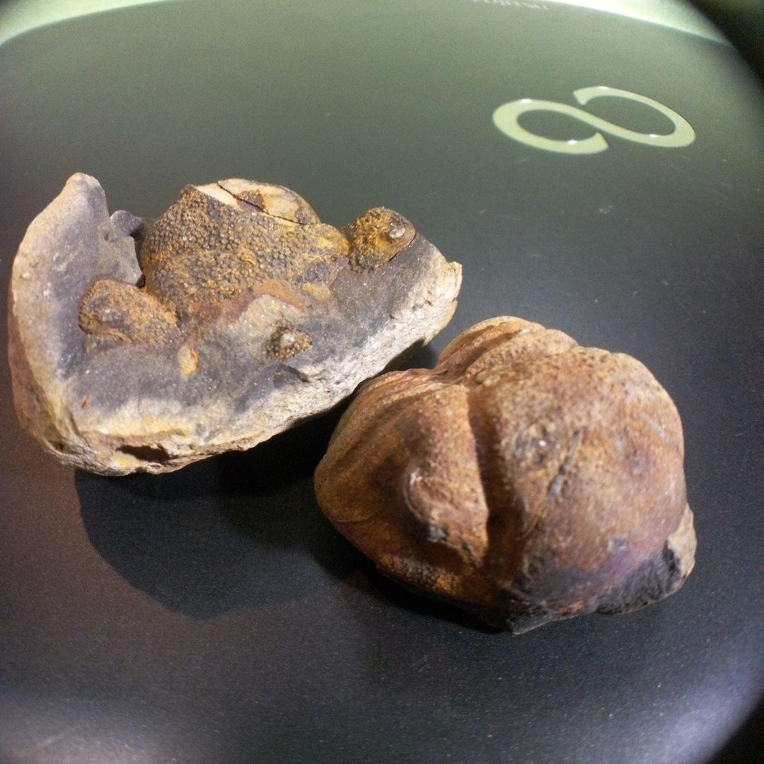 三葉虫　化石　fossil　ボリビア産　レア　Fossil判別⑩　２個セット