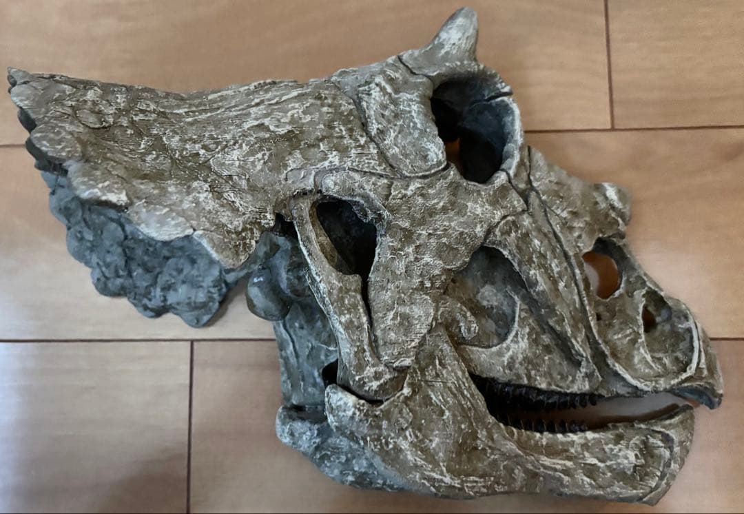 恐竜　化石　トリケラトプス 赤ちゃん　頭部 頭骨 レプリカ　一品のみ