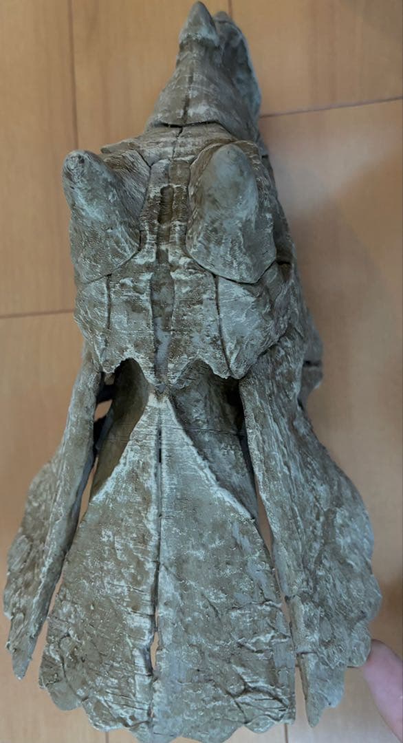 恐竜　化石　トリケラトプス 赤ちゃん　頭部 頭骨 レプリカ　一品のみ