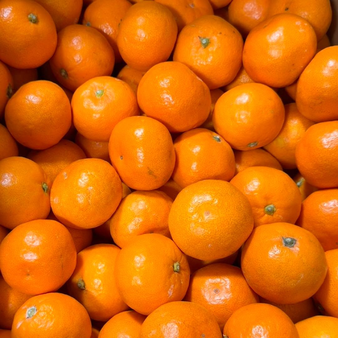 216)数量限定　甘すぎる　有田みかん　果物 　みかん　小玉　旬