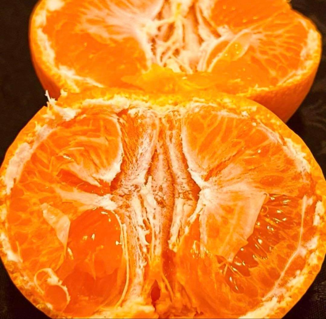 216)数量限定　甘すぎる　有田みかん　果物 　みかん　小玉　旬