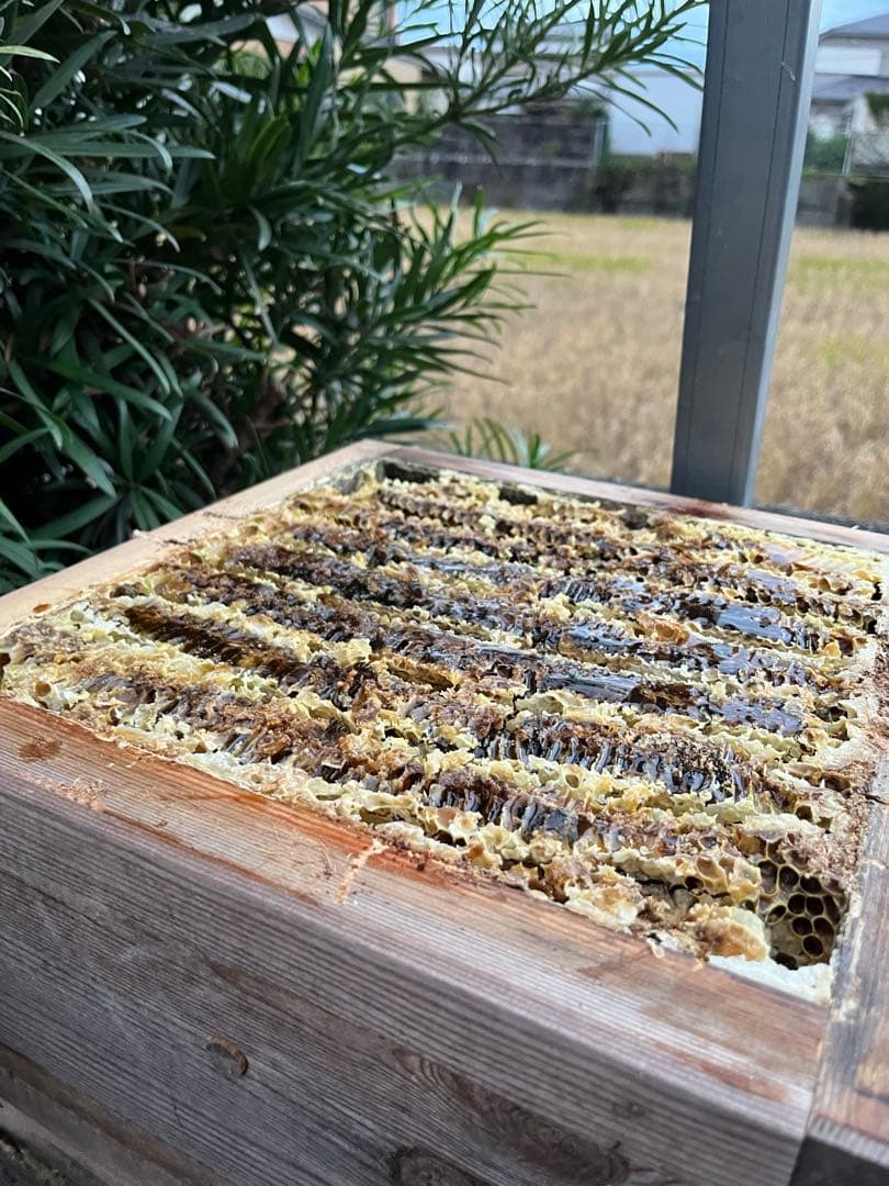 【徳島県産】日本蜜蜂のはちみつ味くらべSET （600g×2本）
