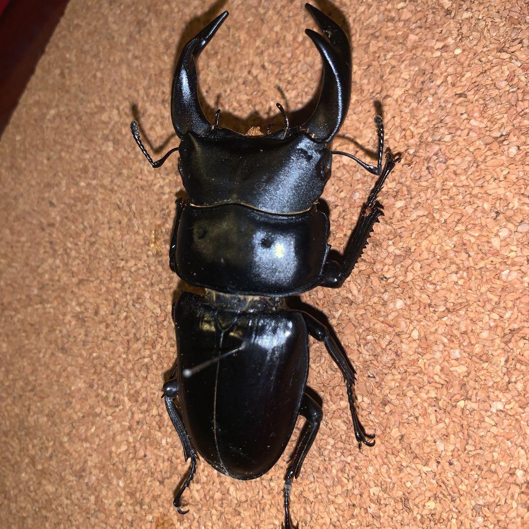 平成8年型　ホペイオオクワガタ飼育品78㍉