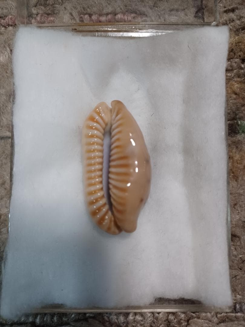 タカラガイ、貝殻、カバフダカラ、ニガー