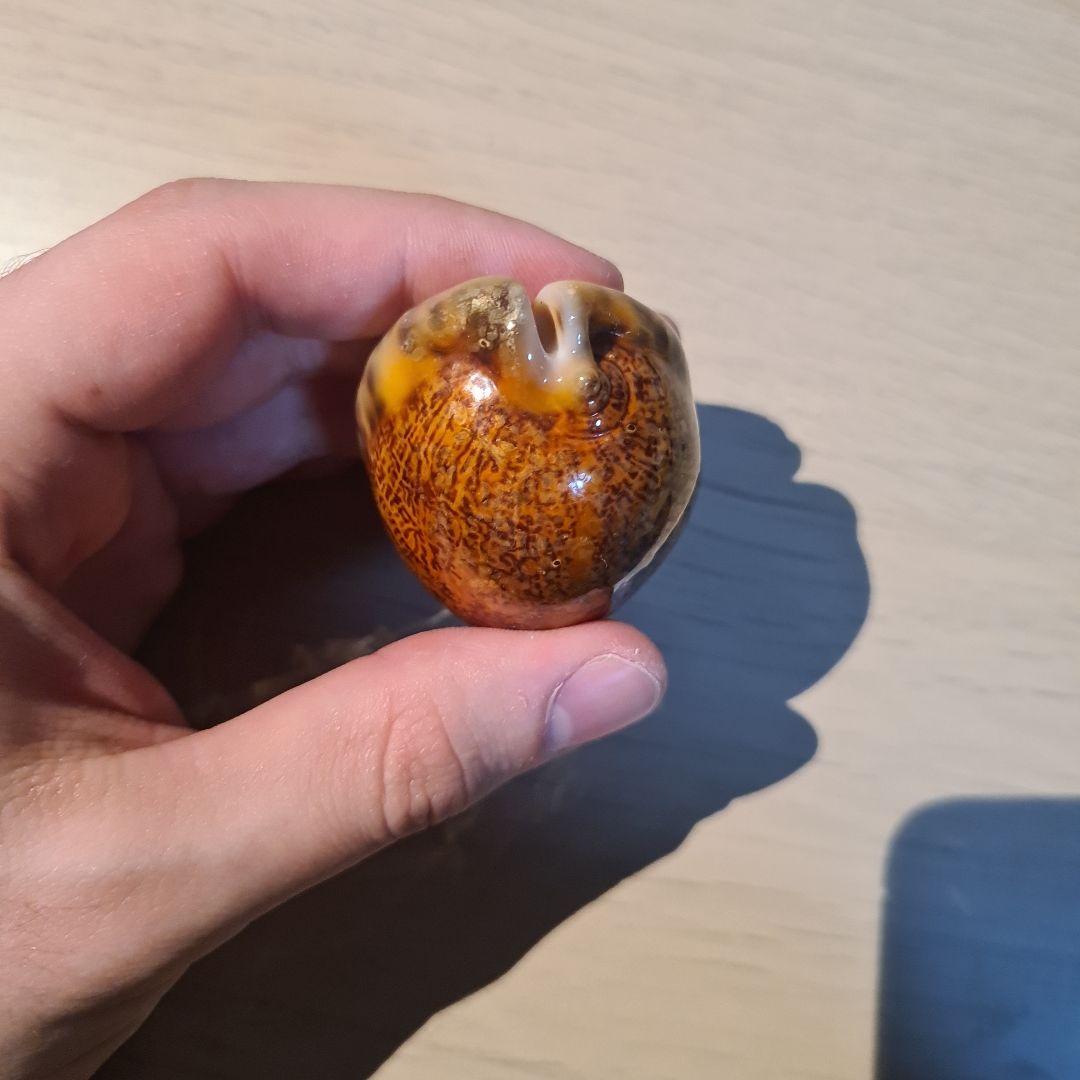 タカラガイ 貝殻 Histrio Rusty