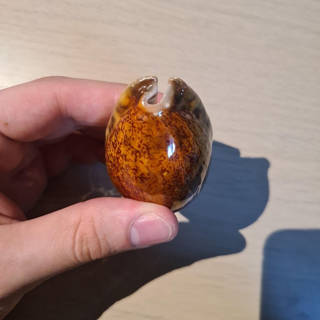 タカラガイ 貝殻 Histrio Rusty