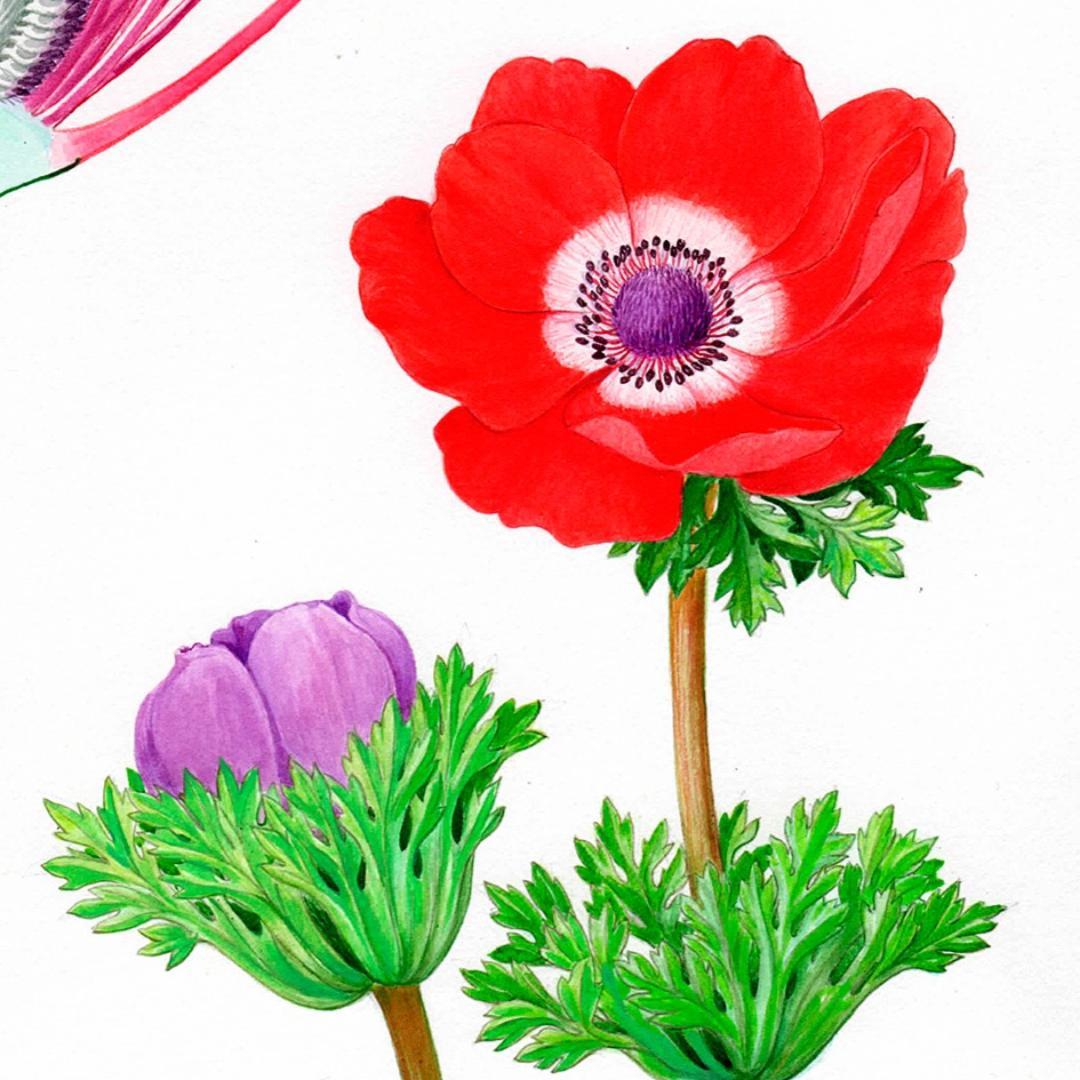 【絵画】ボタニカルアート　「アネモネ」原画
