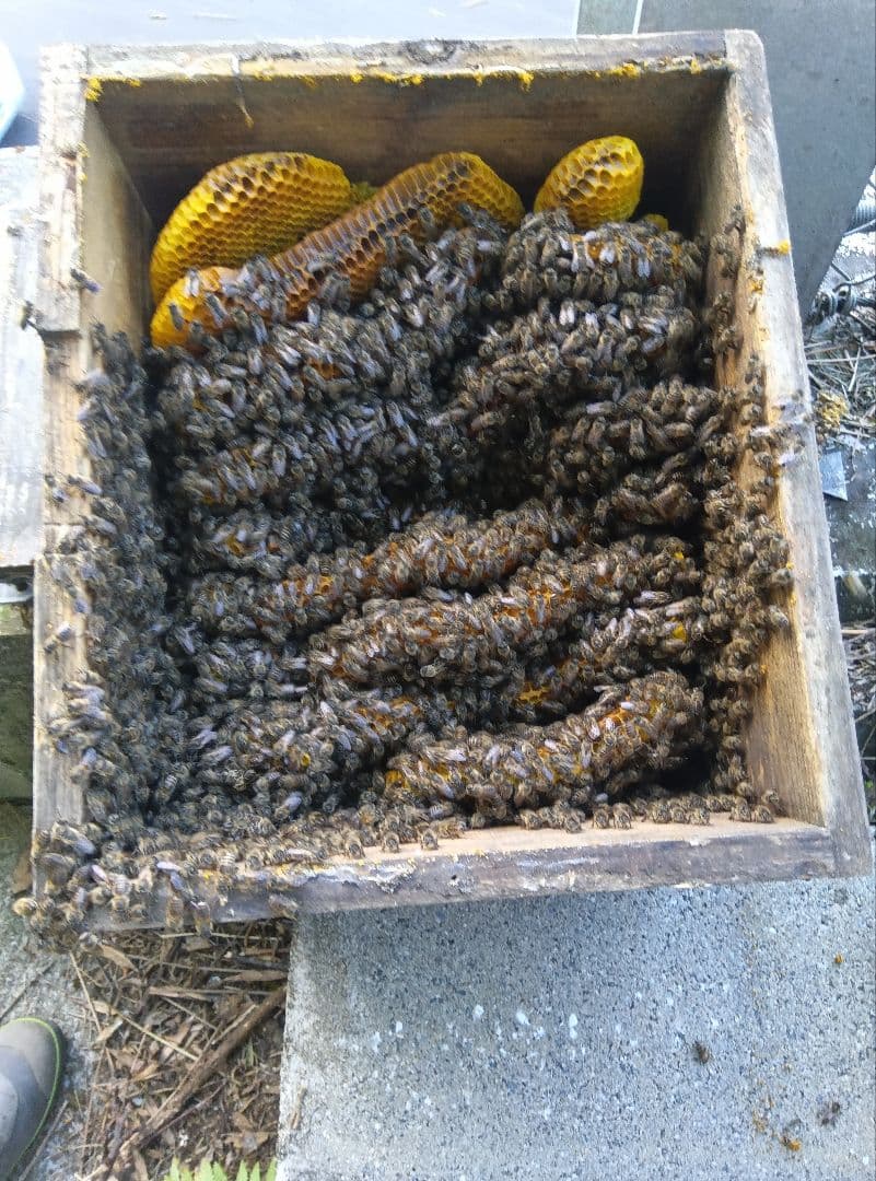 南国土佐の百花蜜　ニホンミツバチ蜂蜜2400g　無添加　非加工