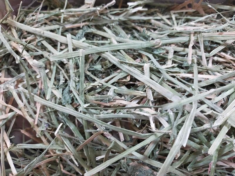 【3/16まで】 カナダ産 チモシー 50kg スーパープレミアム １番刈