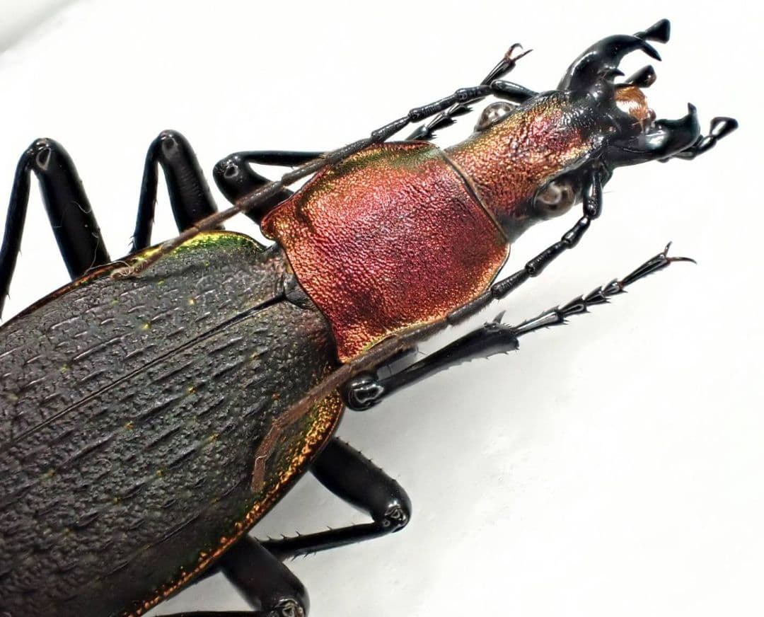 カブリモドキ　飼育交雑個体③