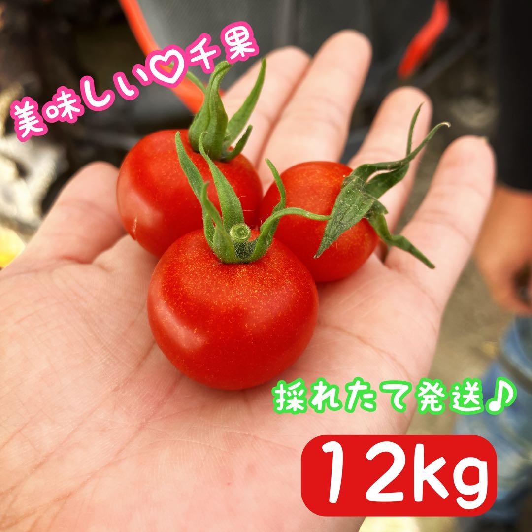⭐️SALE⭐️ミニトマト　12kg