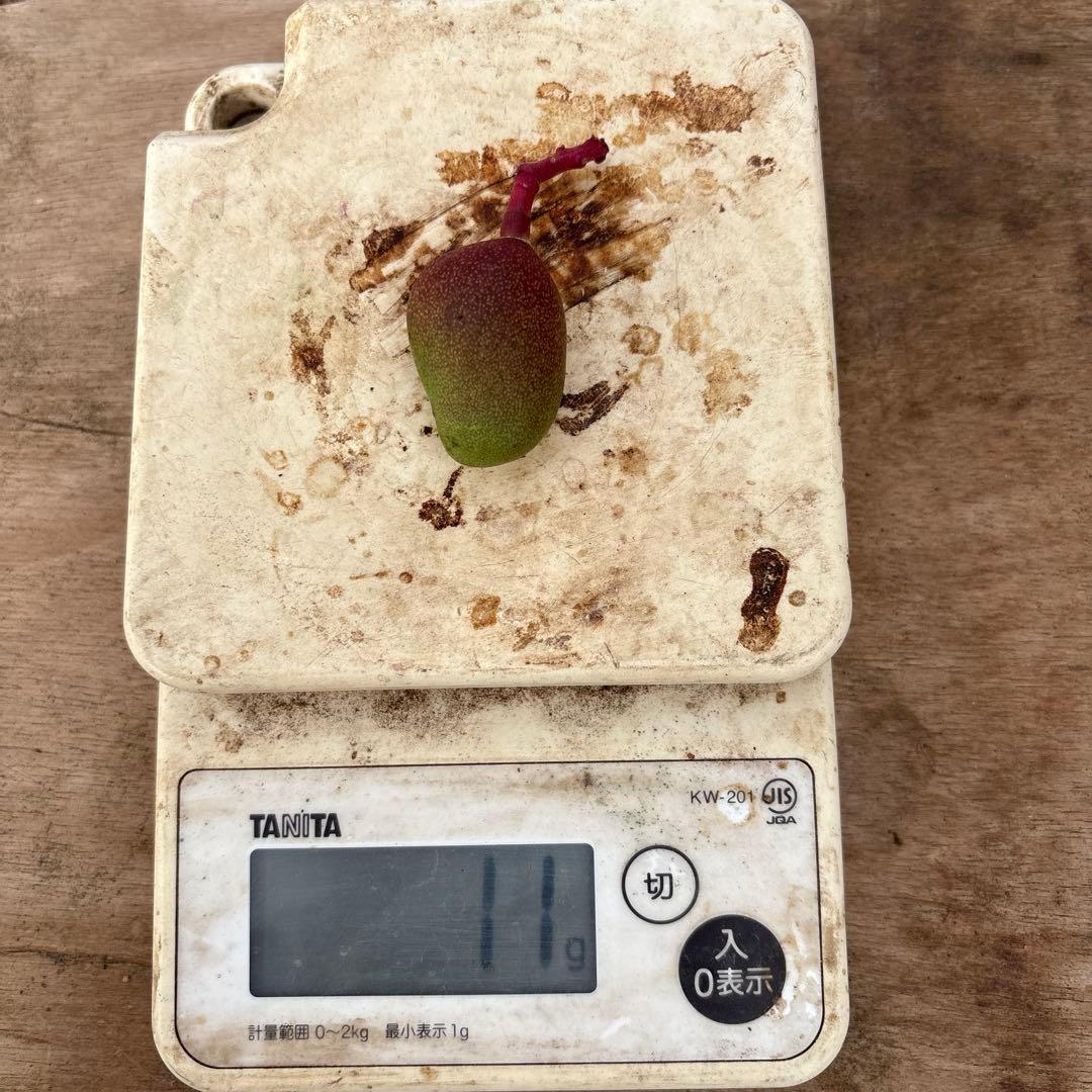 摘果マンゴー2/8❷