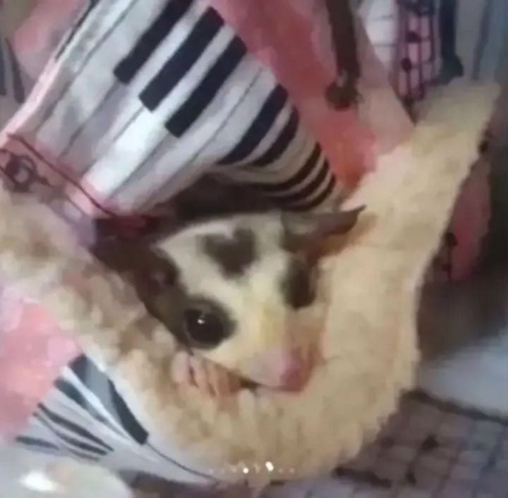 モモンガハウス（ひよ子のパン柄）  冬・春・秋仕様  ラビットボア   ポーチ