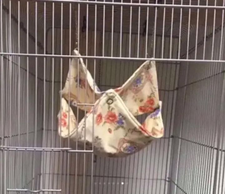 モモンガハウス（ひよ子のパン柄）  冬・春・秋仕様  ラビットボア   ポーチ