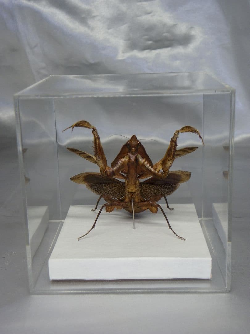 マオウカレハカマキリ ♀ 立体標本　魔王枯葉