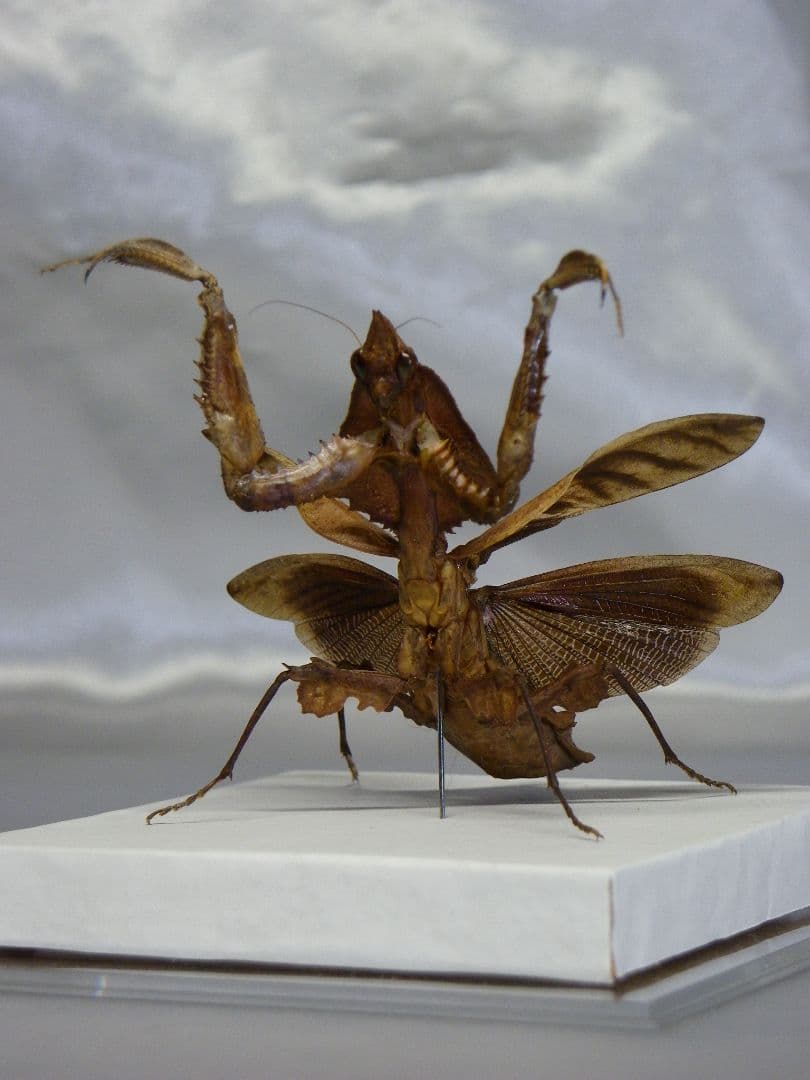 マオウカレハカマキリ ♀ 立体標本　魔王枯葉