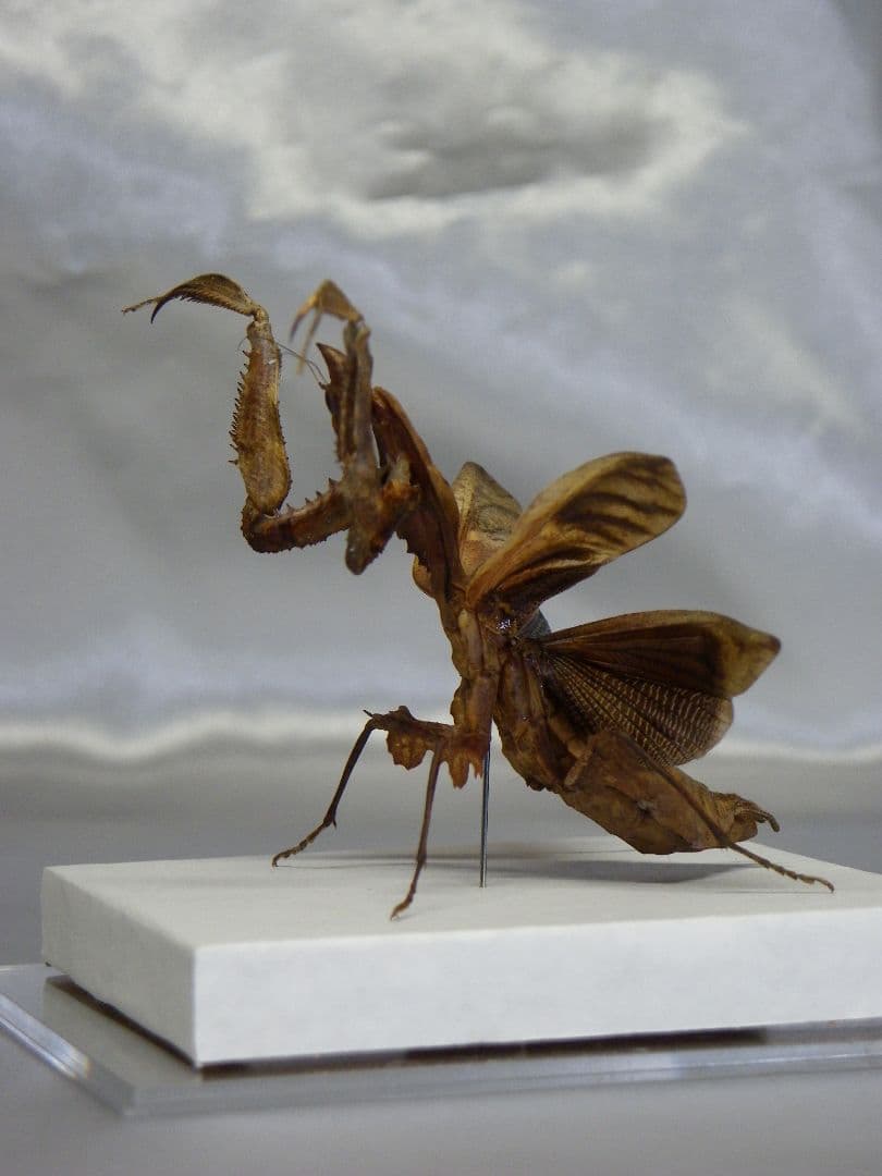 マオウカレハカマキリ ♀ 立体標本　魔王枯葉