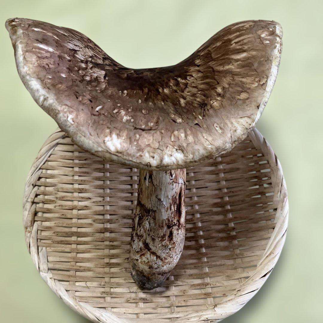 岩手県産松茸　特大開き ５９４g