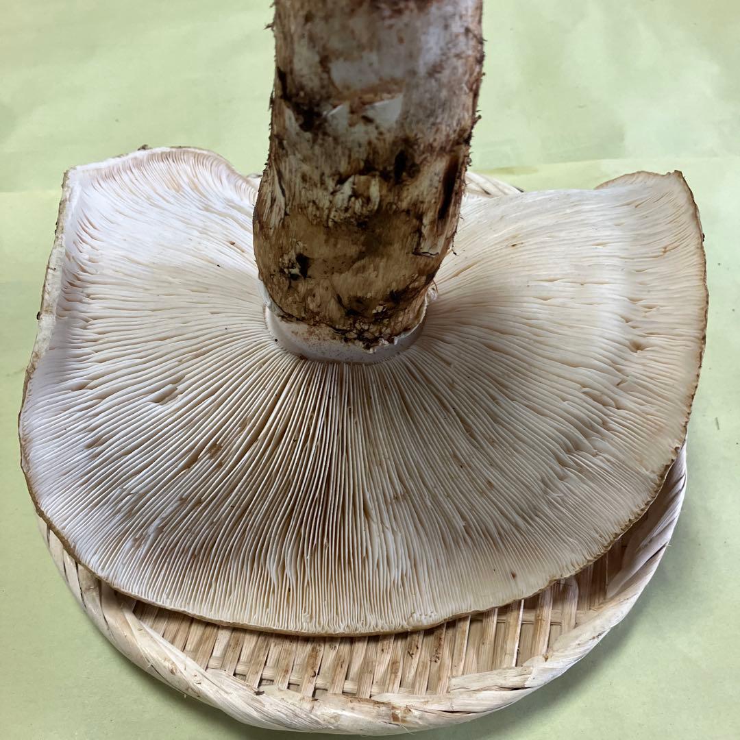 岩手県産松茸　特大開き ５９４g