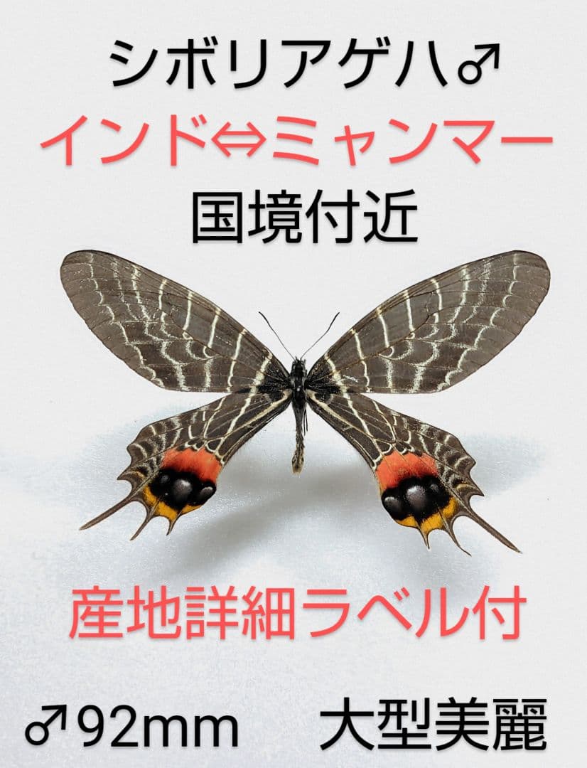 ★ICAROZ★シボリアゲハ♂標本 おまとめ２点セット‼️