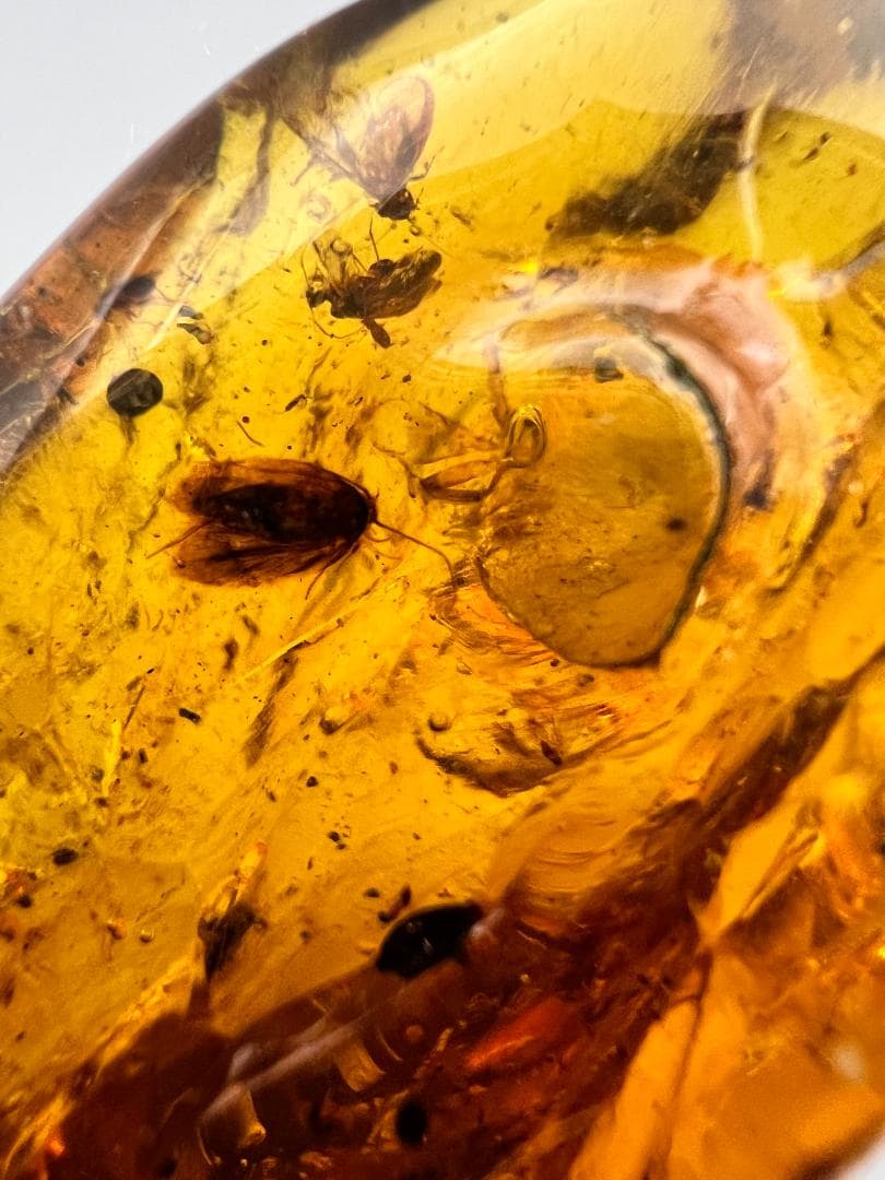 虫入り琥珀　蚊　蟻　多種多様な虫を大量内包　バルティックアンバー　バルト海沿岸