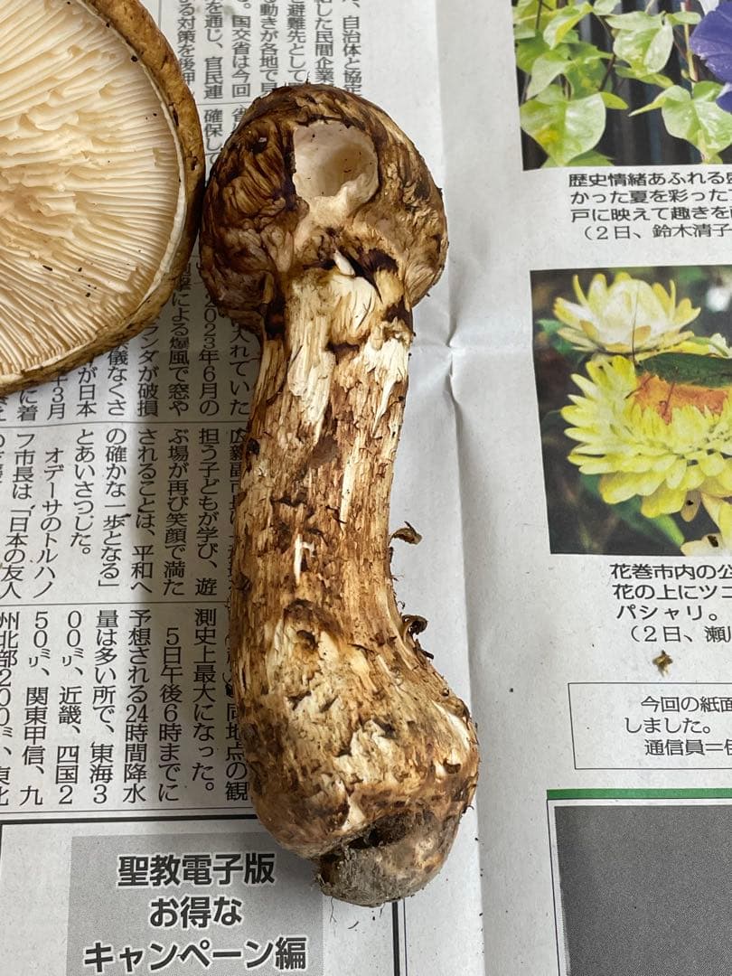 送料無料　岩手県産松茸　384g