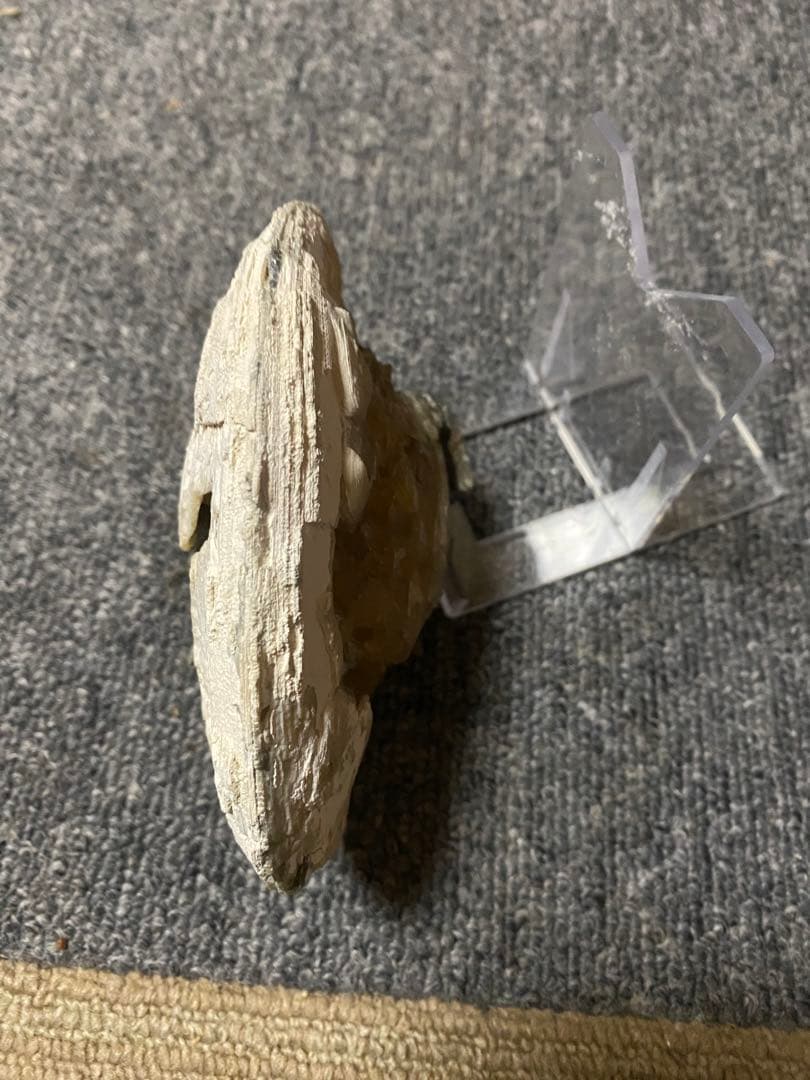 中身が結晶化した貝の化石