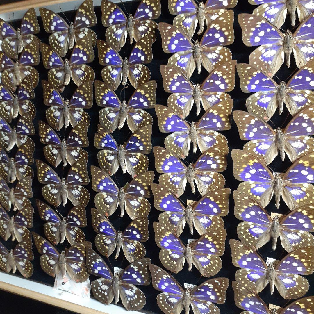 蝶標本　オオムラサキ　♂️♀60頭。大型ドイツ標本箱二箱入りセット