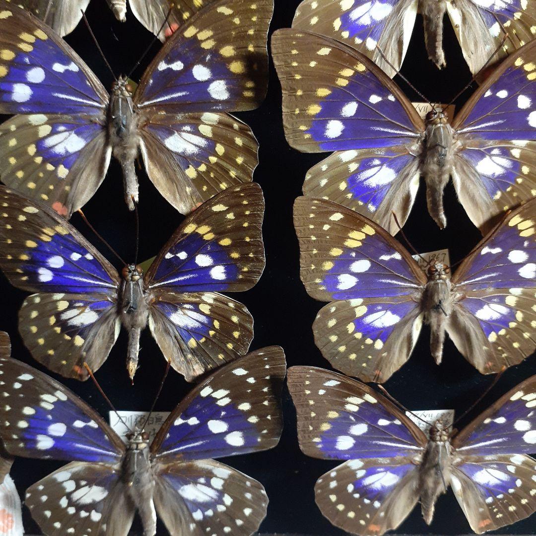 蝶標本　オオムラサキ　♂️♀60頭。大型ドイツ標本箱二箱入りセット