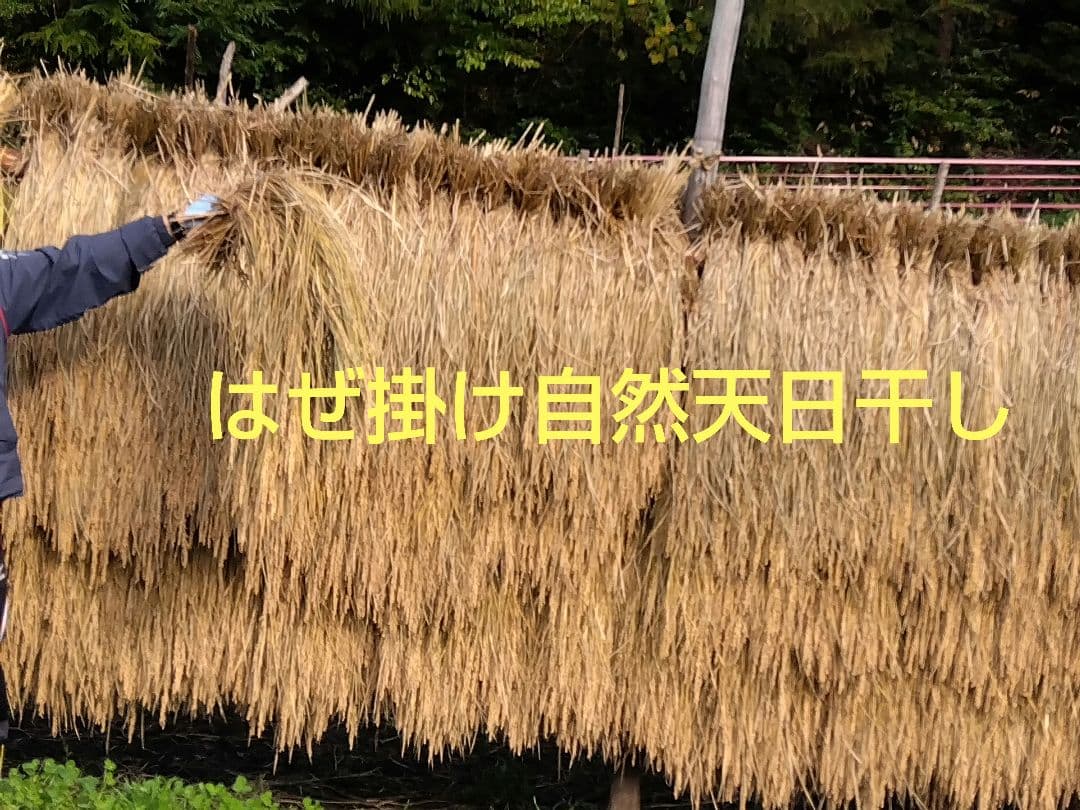 ★令和６年度岩手県産いわてっこ自然天日干し籾米20kg