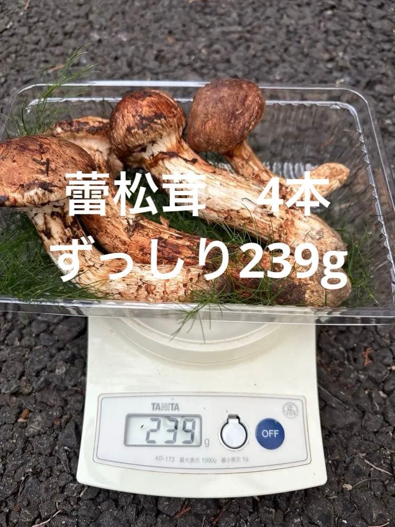 【お値打ち限定1点】岩手雫石町産 天然 蕾松茸 香り良い松茸 4本 239g