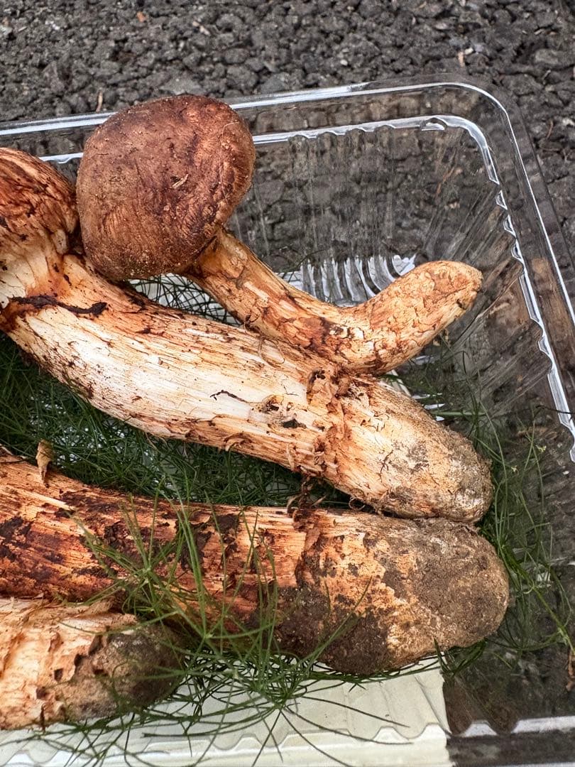 【お値打ち限定1点】岩手雫石町産 天然 蕾松茸 香り良い松茸 4本 239g