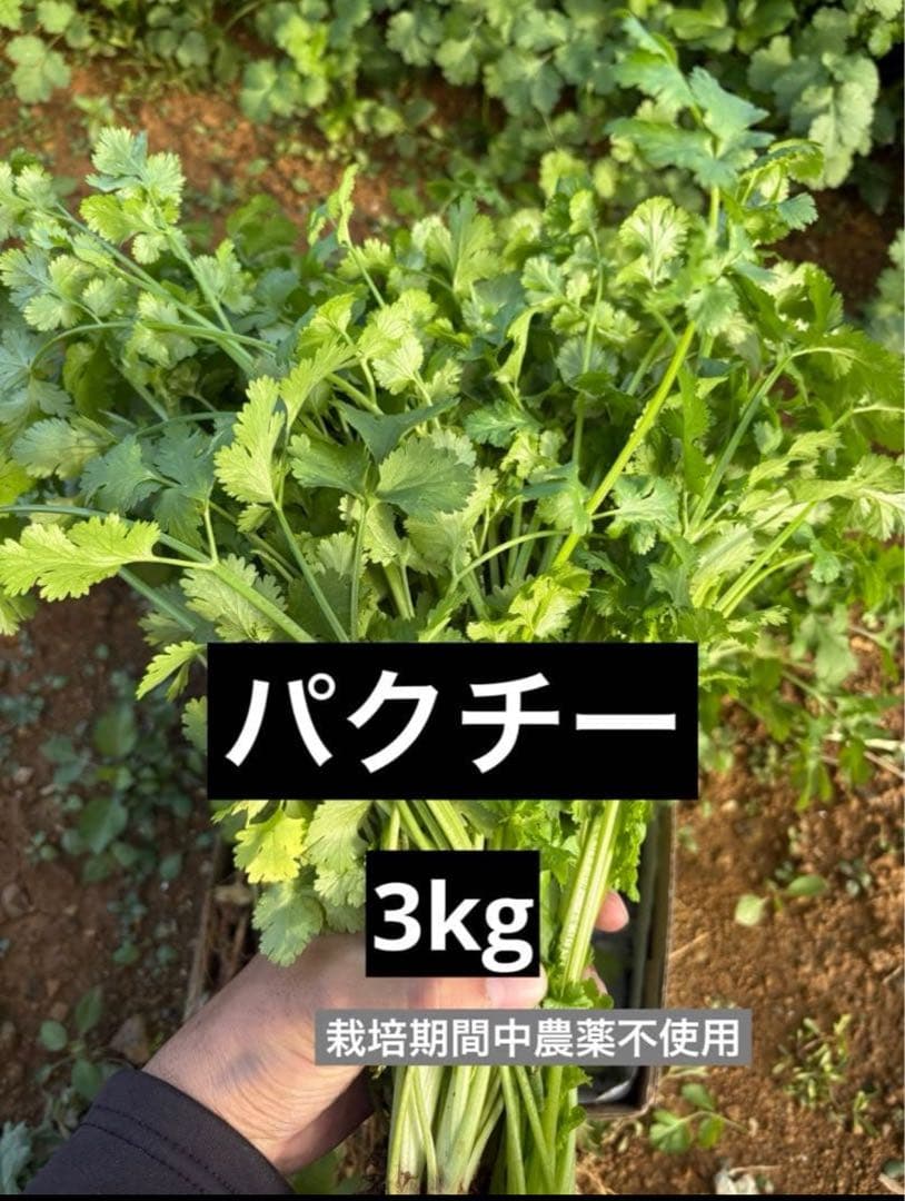 <クール便>パクチー 3kg 香菜/コリアンダー