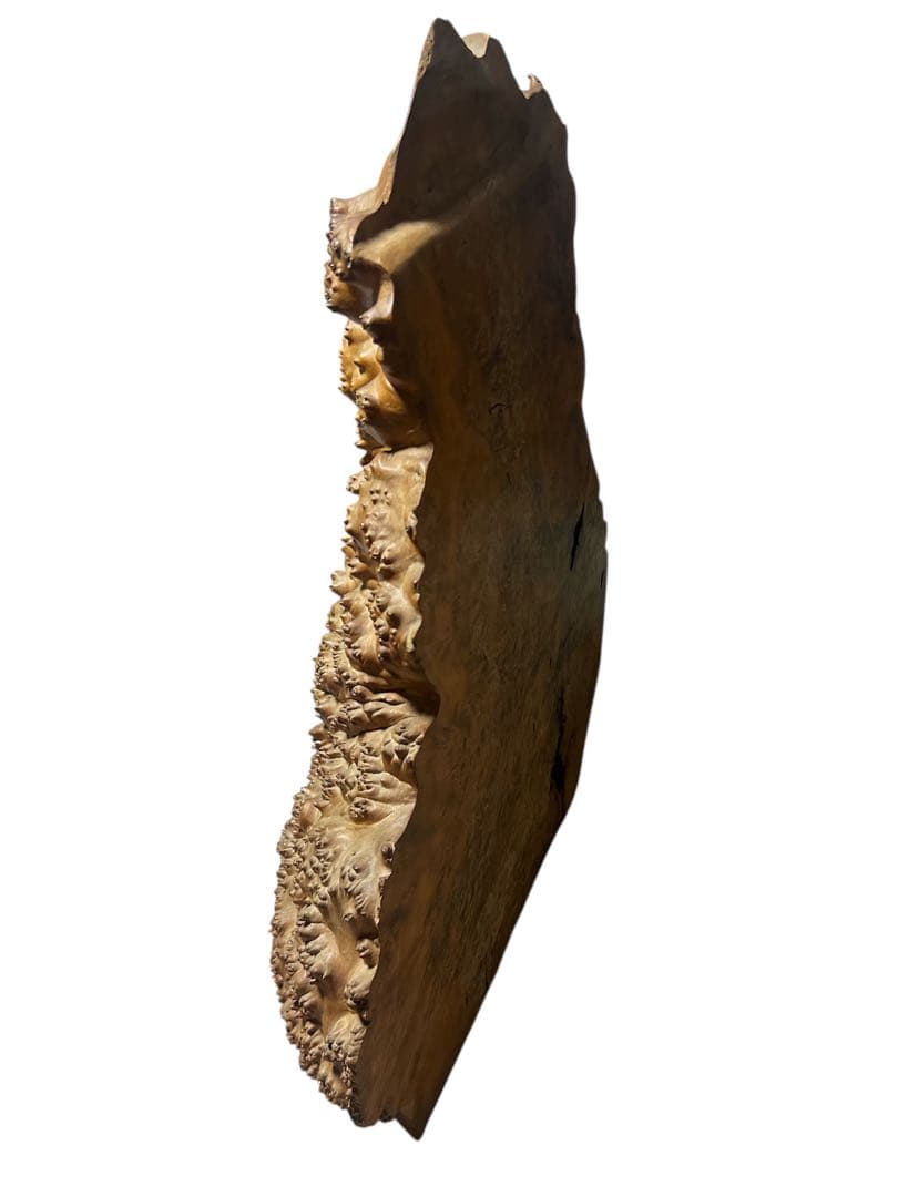 和室 店舗 ディスプレイ 縁起物 巨大 瘤の置物 コブ 自然木 アートオブジェ