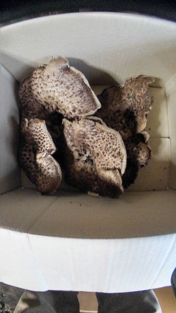 宮城県産コウタケ